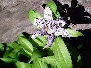 Tricyrtis Lightning Strike